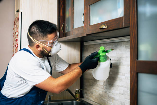 Best Termite Control Services  in Helena Valley Northwest, MT
